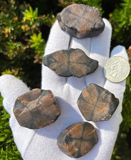 182g LOT THICK CUT CHIASTOLITE ANDALUSITE ROUGH LARGE-R SPECIMENS CROSS STONES picture