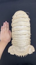 Massive Museum Quality Filled Bathynomus Deep Sea Giant Isopod Taxidermy Rare A1 picture