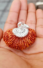 21 Mukhi Rudraksha Sacred Bead Rare- Certified A++ --IGL Lab Certified picture