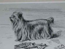 ORIGINAL 1895 ANTIQUE YORKSHIRE TERRIER DOG PEN & INK DRAWING BY S.T. DADD picture