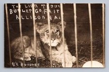 Poor Caged Lion at Pennsylvania Butler County Fair RPPC Allison PA Photo ~1910s picture
