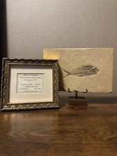 Diplomystus Dentatus Fish Fossil Green River Wyoming w/ COA & Stands picture