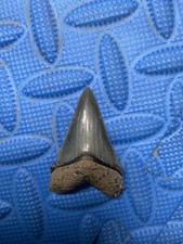 1.9 inch Angustidens shark tooth fossil from SC picture