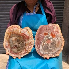 2pcs 7.26 LB Natural Petrified Wood Crystal Fossil Slice Crystal Specimen 6188 picture
