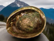 Vtg Genuine ABALONE SHELL taken By Divers From Ocean Bottom Lucite Footed Read  picture