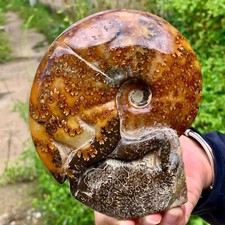 2.14LB  Rare Natural Tentacle Ammonite Specimen  Healing Madagascar picture