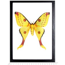 Argema mittrei FEMALE green yellow comet saturn moth Madagascar FRAMED picture