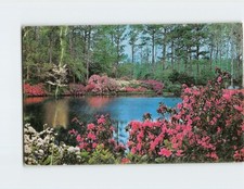 Azalea Gardens T-319846 picture
