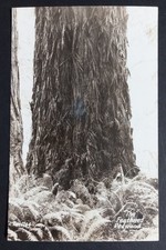 RPPC The Feathered Redwood Giant Tree Forest Vintage Real Photo Postcard c1910s picture