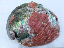 Extra large museum quility Red Abalone Shell OVER 10
