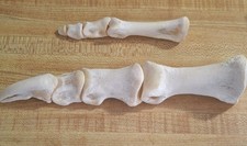 Real Ostrich Foot Bone Uncommon picture