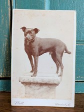 Antique Cabinet Card Photograph Pet Dog Victorian Era Platt Sandusky Ohio O picture