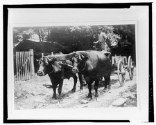 Photo:Newfound Gap Tennessee Ox Team Old State Highway 1920s Cart Wagon picture