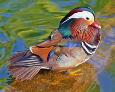 Beautiful MANDARIN DUCK Glossy 8x10 Photo Print Bird Nature Wildlife Poster picture