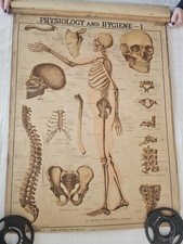 RARE Antique 1887 Ohio School Wall Chart Scroll Set – Anatomy, Reading & Civics  picture
