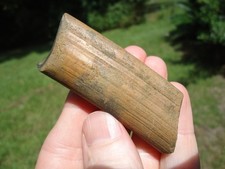 BEAUTIFUL GROUND SLOTH MOLAR TOOTH FLORIDA FOSSILS ICE AGE EXTINCT CLAW CORE FL picture