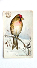 1918 J6 #17 Redpoll, Useful Birds of America 2nd Series Large picture