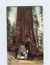 Postcard Big Trees Yosemite Valley California USA picture