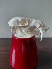 Chinese Water Deer Buck Skull Taxidermy Gothic picture
