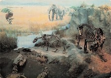 Rancho La Brea Los Angeles Dinosaur Jurassic Museum Skeleton 6x4 Postcard F34 picture