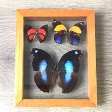 Vintage Butterfly Shadowbox 3 Real Specimens Double Glass Prepona Callicore picture