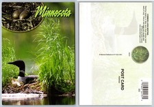 Continental Minnesota Common Loon Postcard picture