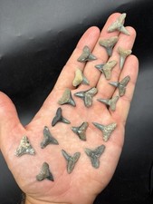 Handful Of Fossil Shark Teeth Venice Fl AS SHOWN picture