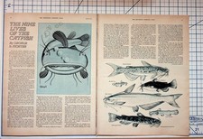 1971 Saturday Evening Post Catfish Farming Article Spread Ephemera picture