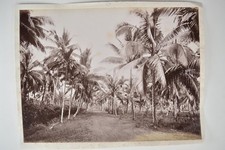 Palm Tree Avenue Dirt Road Plantation Singapore Lambert c1890s VTG Photo picture