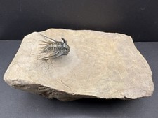 Kettneraspis prescheri Trilobite - Illusion of Dynamic Movement picture