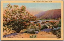 Creosote Bush On The Desert California Linen Postcard V145 picture