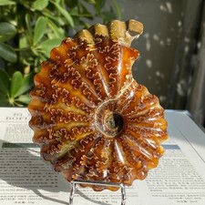245g Top Natural Horn Screw Fossil Ammonite Conch Crystal Specimen Healing picture