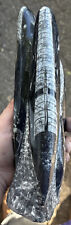 8 Inches tall standing Orthoceras fossil picture