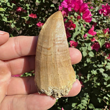 Large 2.55 Rare Beautiful Mosasaurus Beaugei/ possible Hoffmani tooth picture