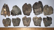 BARGAIN Ice Age Fossil COELODONTA Molar Tooth Lot of 10 3.58 to 2.36 IN picture