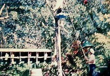 SL07 ORIGINAL KODACHROME 1960s 35MM PARROT JUNGLE MIAMI FLORIDA BIRDS 2 picture