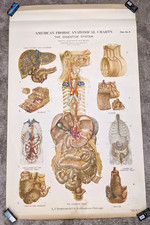 Vtg 1947 American Frohse Max Brodel Digestive System Anatomical Chart Poster picture