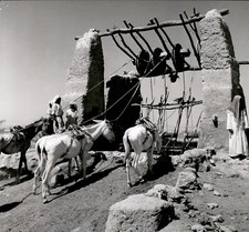 LD346 Original Photo AL KHARJ NAJD DONKEY WELL SAUDI ARABIA EXPERIMENTAL FARM picture