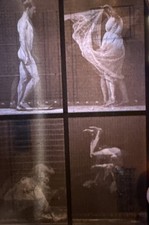 DAVID BURDER - EADWEARD MUYBRIDGE - 3D LENTICULAR POSTCARD GREETING CARD NOS picture