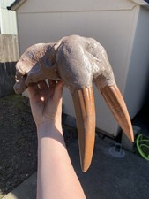 Museum Quality Half Scale Walrus Fossil Skull Replica, 3D Printed Hand Painted picture