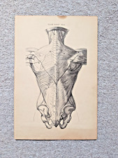 Back - Antique Anatomy Print - 1888 picture