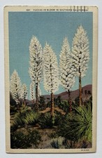Yuccas in Bloom Southern California Linen Scenic Postcard 1936 D2 picture