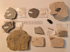 Vintage Estate Fossil Lot Green River Fish Greenhorn Ammonite Kansas Wyoming Lot picture