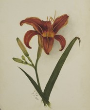 Mary Vaux Walcott Vintage Lily Botanical Art Photo Reprint Wall Art picture
