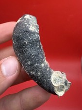 Dolphin Earbone Fossil Venice Florida Cetacean Fossil picture