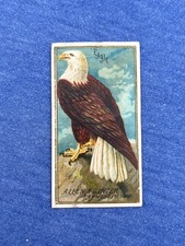 BALD EAGLE 1888 N4 Allen & Ginter Birds of America picture