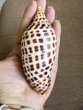 Scalphella Junonia Spotted Seashell RARE 4.5” In Excellent Shell Gorgeous, Large picture