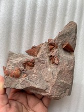 Beautiful Red Calceola in rock Landscape stone picture