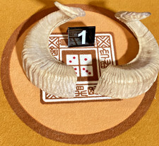 CHOICE OF Ram Horn MATCHED PAIRS from Nepal Himilayan  FROM GEORGIA picture