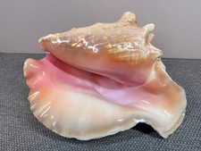 Stunning Pink Queen Conch - Large Adult 4.25lb - 10.5